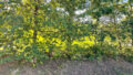 Foto der Immobilie (27598)
