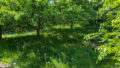 separates Gartengrundstück 