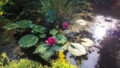 Gartenteich